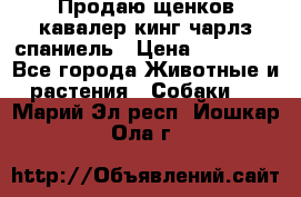 Продаю щенков кавалер кинг чарлз спаниель › Цена ­ 40 000 - Все города Животные и растения » Собаки   . Марий Эл респ.,Йошкар-Ола г.